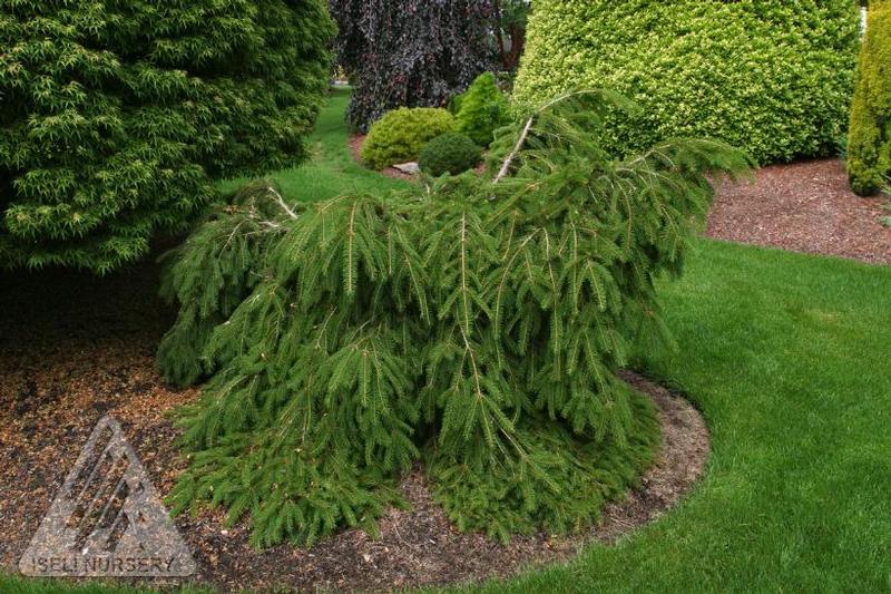 Picea abies Formanek