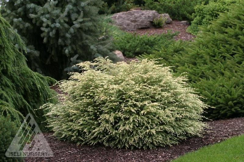 Tsuga canadensis Moon Frost