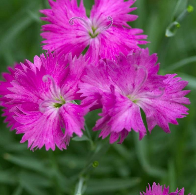 Dianthus x Star™ Neon Star