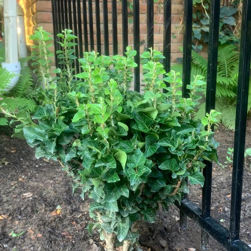 Hedera helix var. congesta Little Fantasy