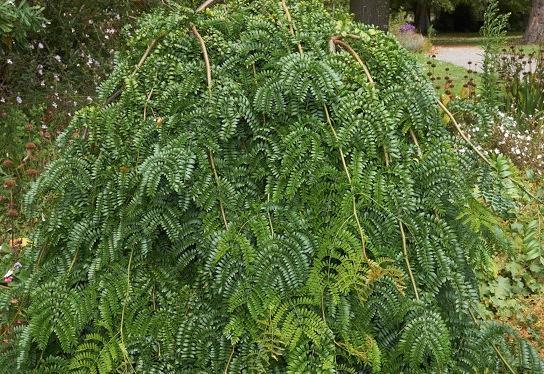 Gleditsia triacanthos var. inermis Emerald Kascade