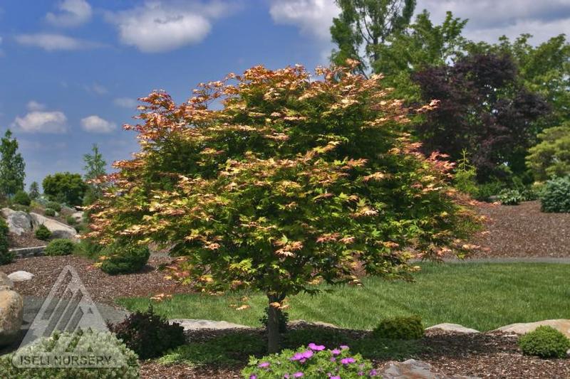 Acer palmatum Tsuma-gaki