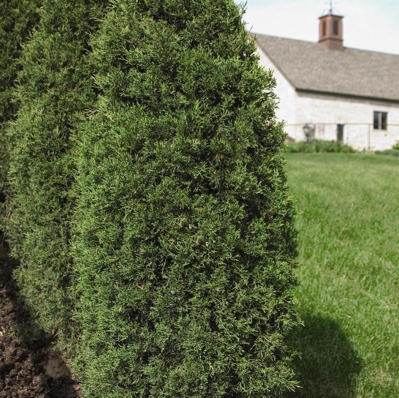 Juniperus virginiana Taylor