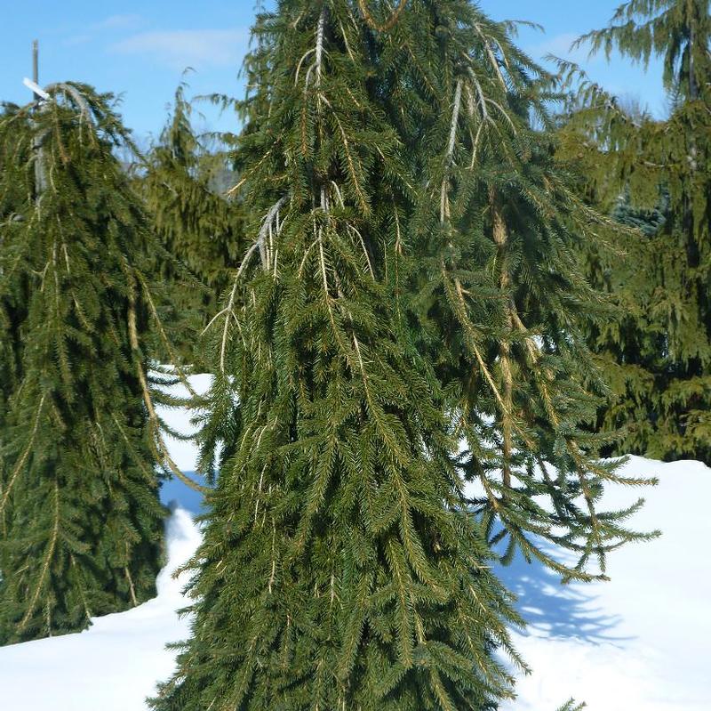 Picea abies Wartburg