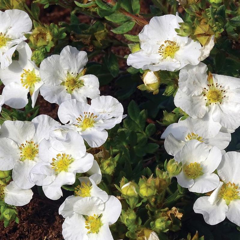 Potentilla fruticosa Bella Bianca