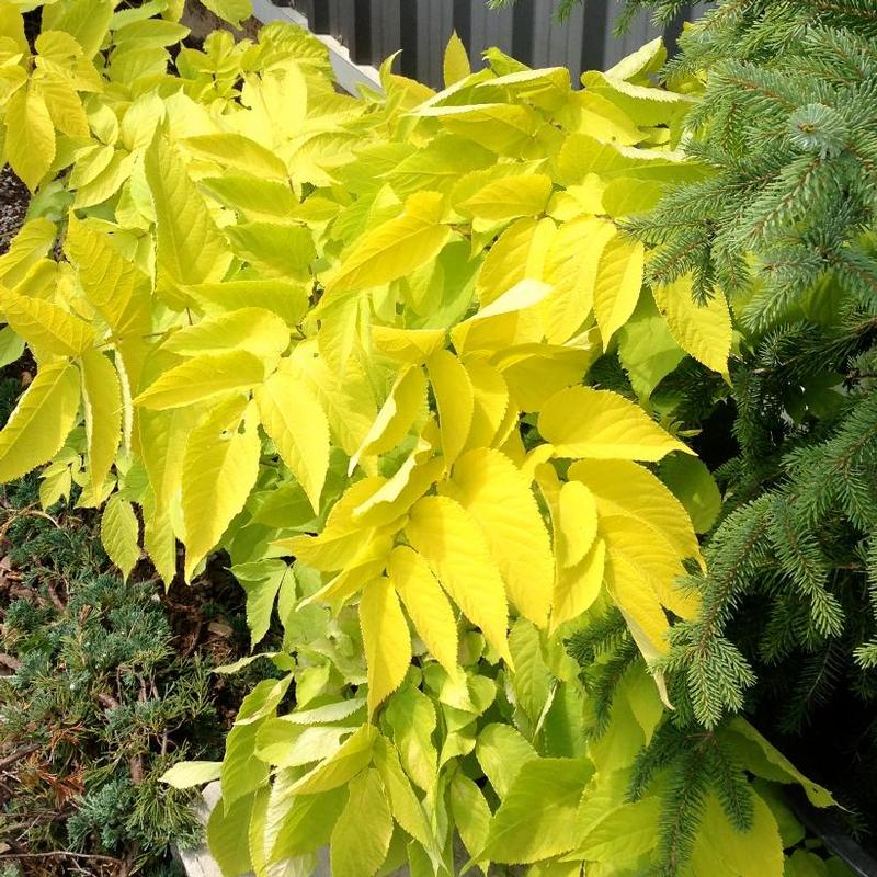 Aralia cordata Sun King