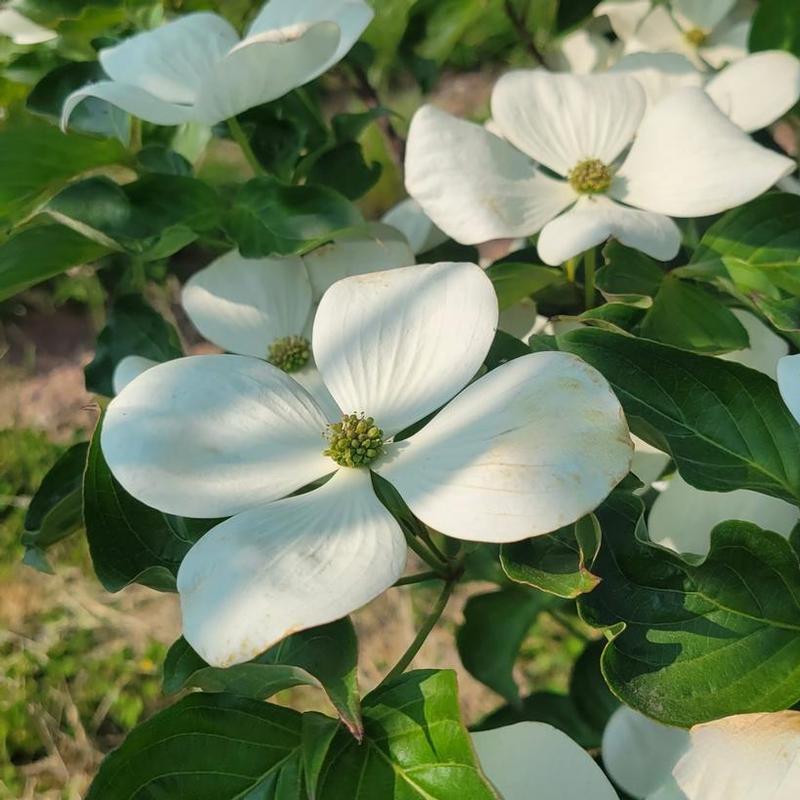 cornus kousa winter