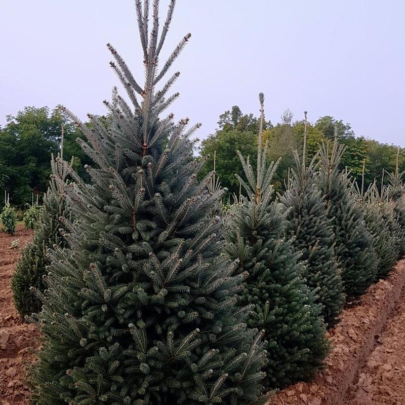 Picea glauca Montrose Charm