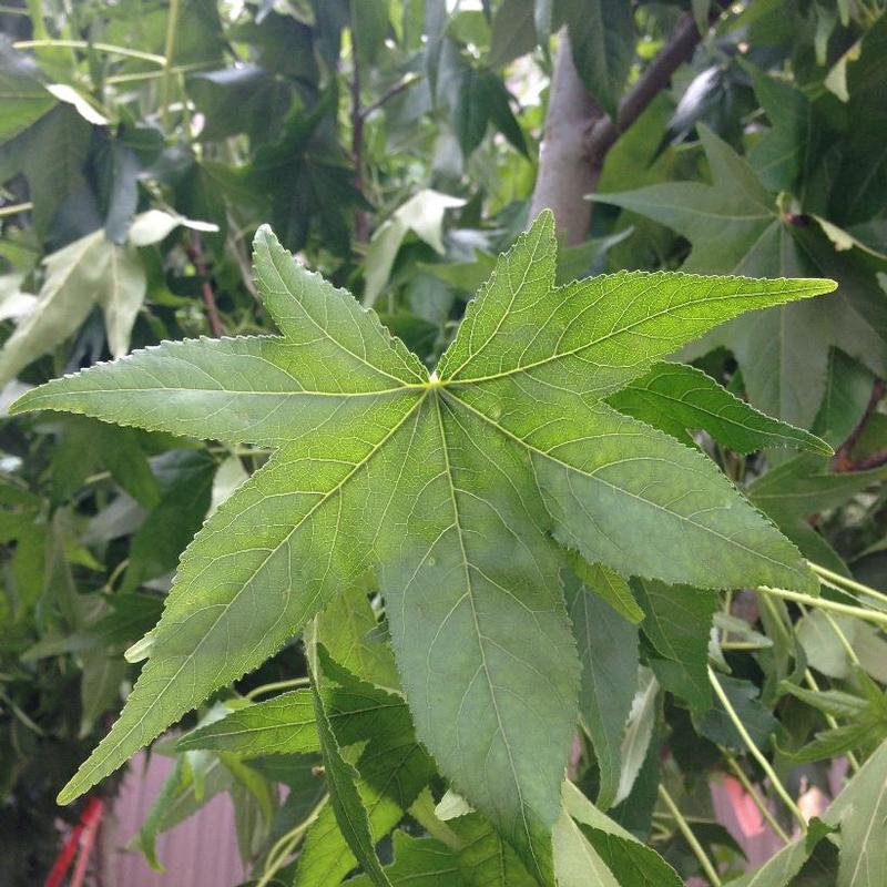 Liquidambar styraciflua 