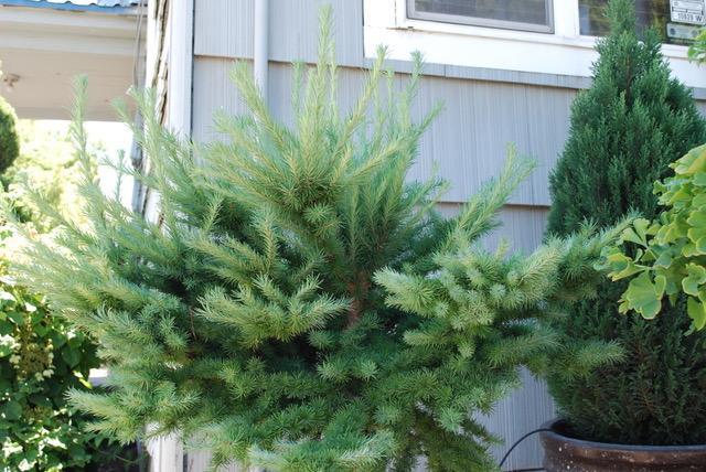 Larix kaemferi Blue Dwarf