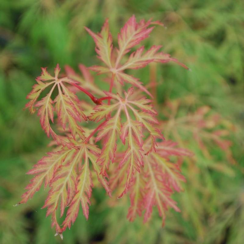 Acer palmatum var. dissectum Lemon Lime Lace