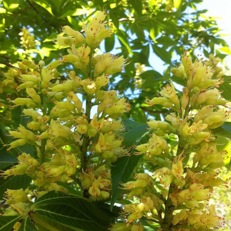 Aesculus glabra 