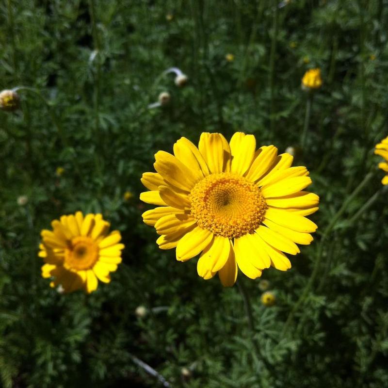 Anthemis tinctoria Kelwayi