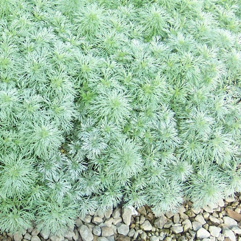 Artemisia schmidtiana Nana