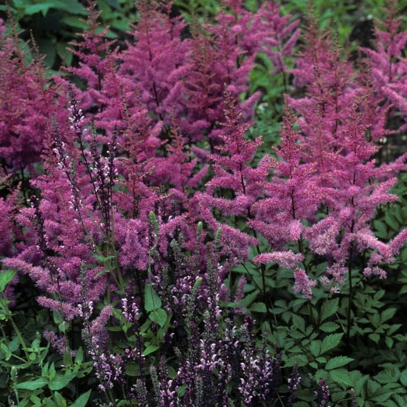 Astilbe arendsii Amethyst