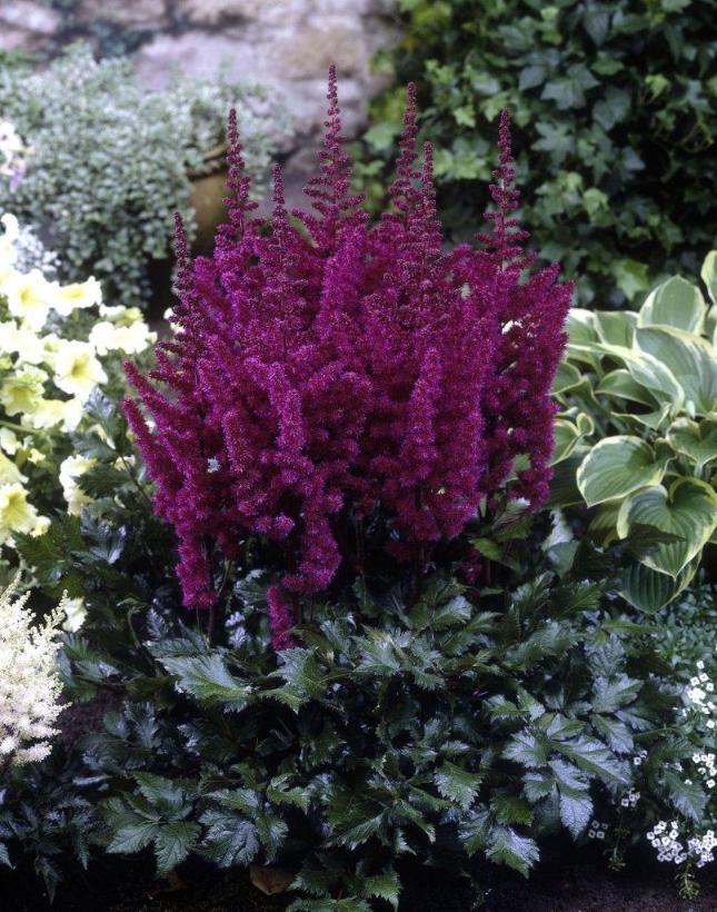 Astilbe chinensis Vision in Red