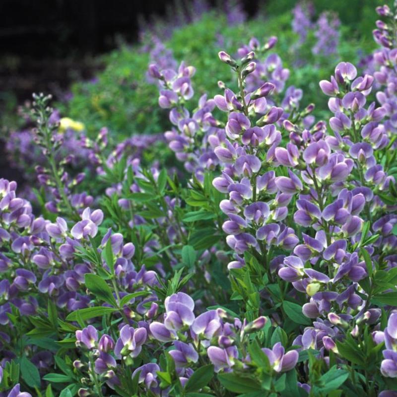 Baptisia x Purple Smoke