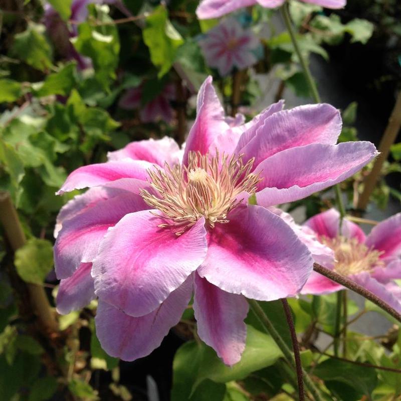 Clematis Bee's Jubilee