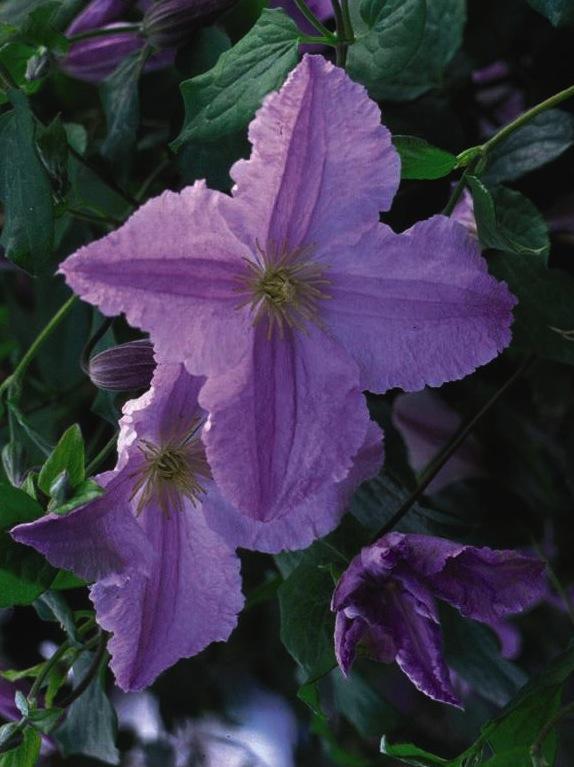 Clematis Blekinty Aniol