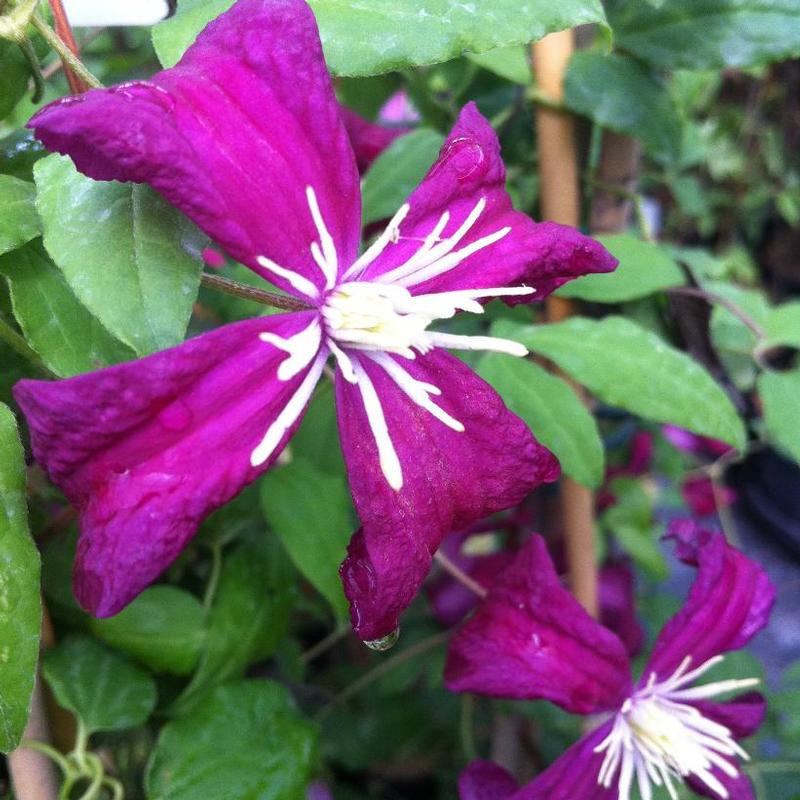 Clematis Madame Julia Correvon