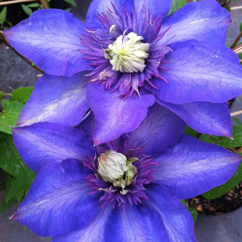 Clematis Multi-Blue