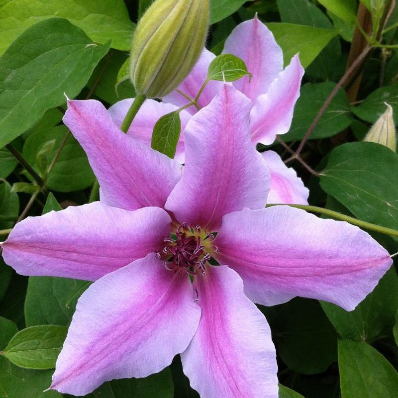 Clematis Nelly Moser