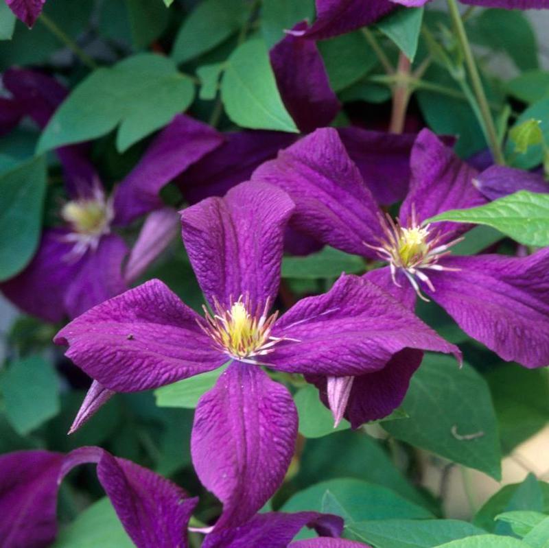 Clematis Polish Spirit