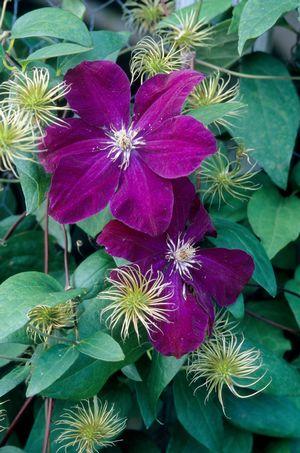 Clematis Rouge Cardinal