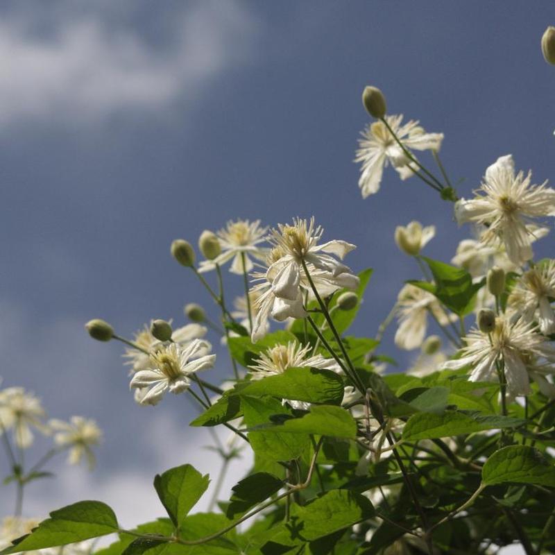 Clematis Paul Farges