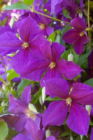 Clematis Jackmanii