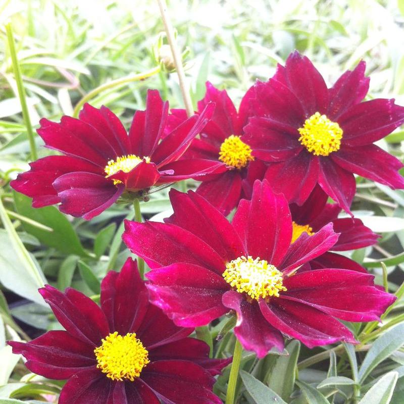 Coreopsis x Big Bang™ Mercury Rising