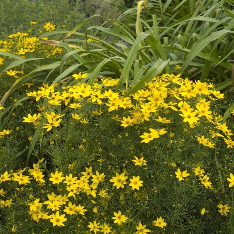 Coreopsis verticillata Zagreb