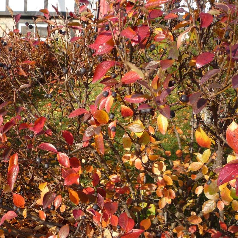 Cotoneaster acutifolius 