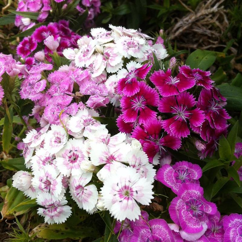 Dianthus barbatus Midget Mix