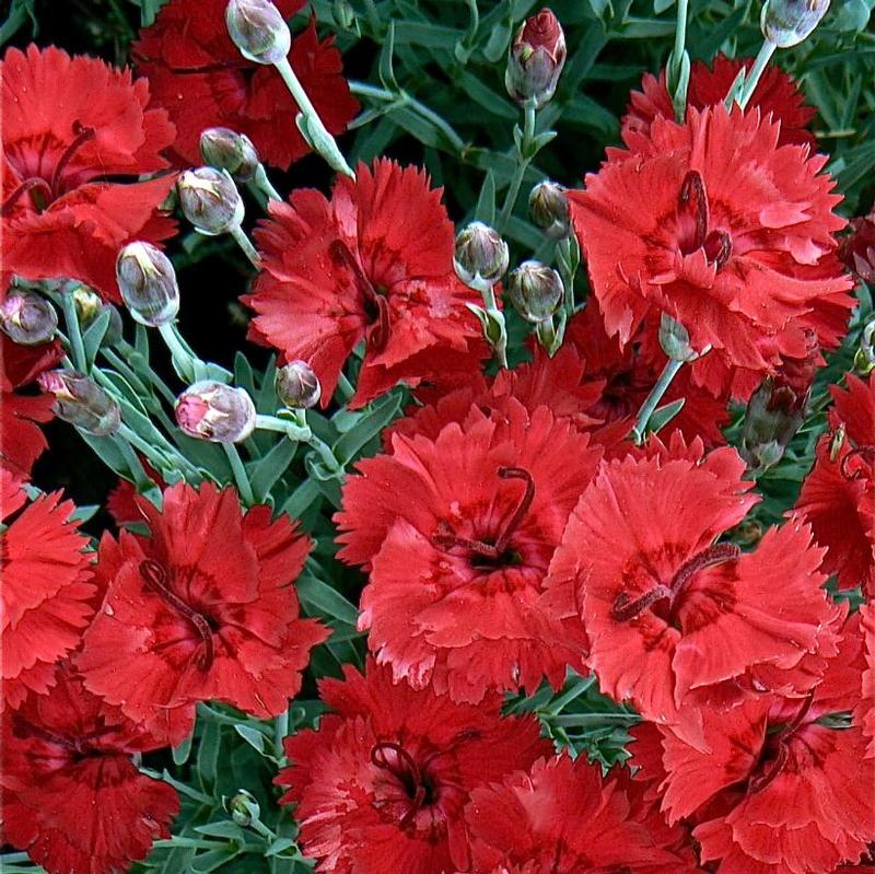 Dianthus x Whetman® Star Devon Xera