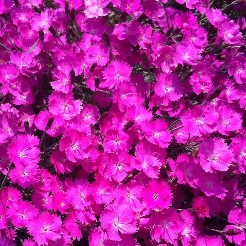 Dianthus gratianopolitanus Feuerhexi