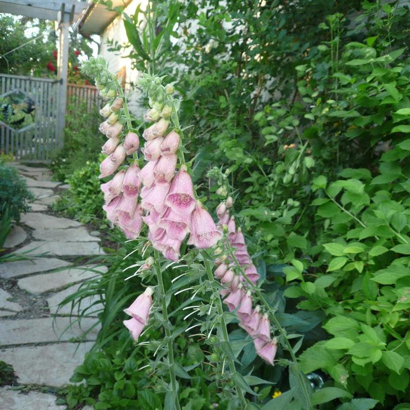 Digitalis mertonensis 