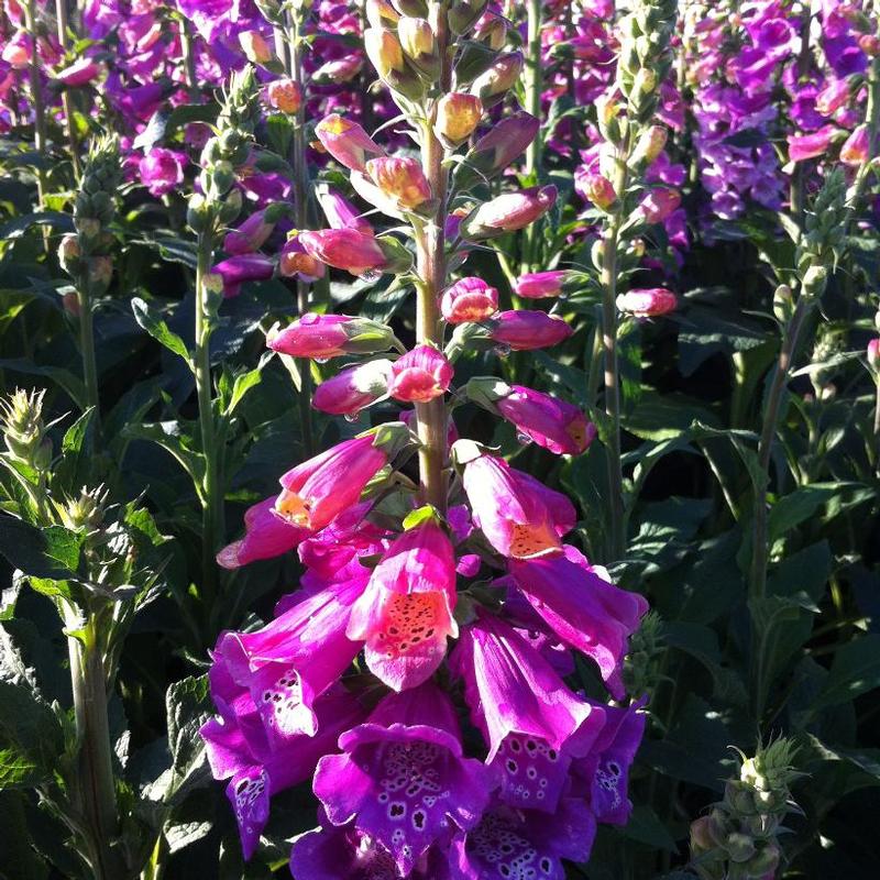 Digitalis purpurea Candy Mountain