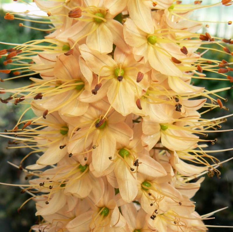 Eremurus x isabellinus Cleopatra