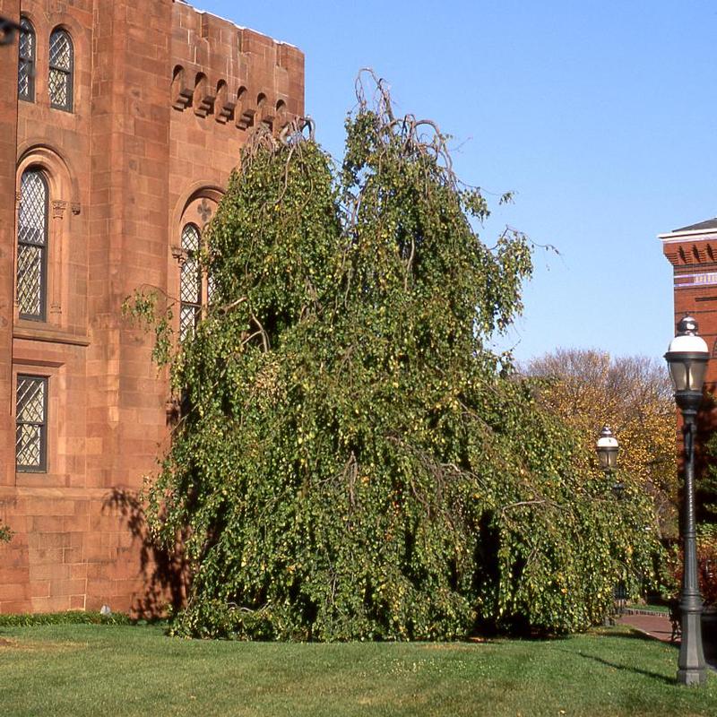 Fagus sylvatica Pendula