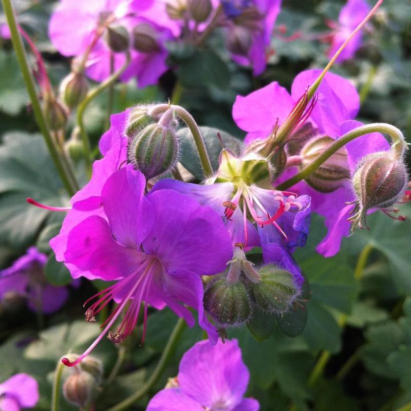 Geranium x cantabrigiense Cambridge