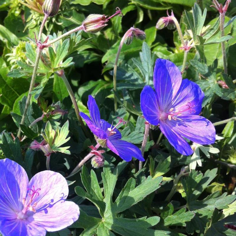 Geranium x Johnson's Blue