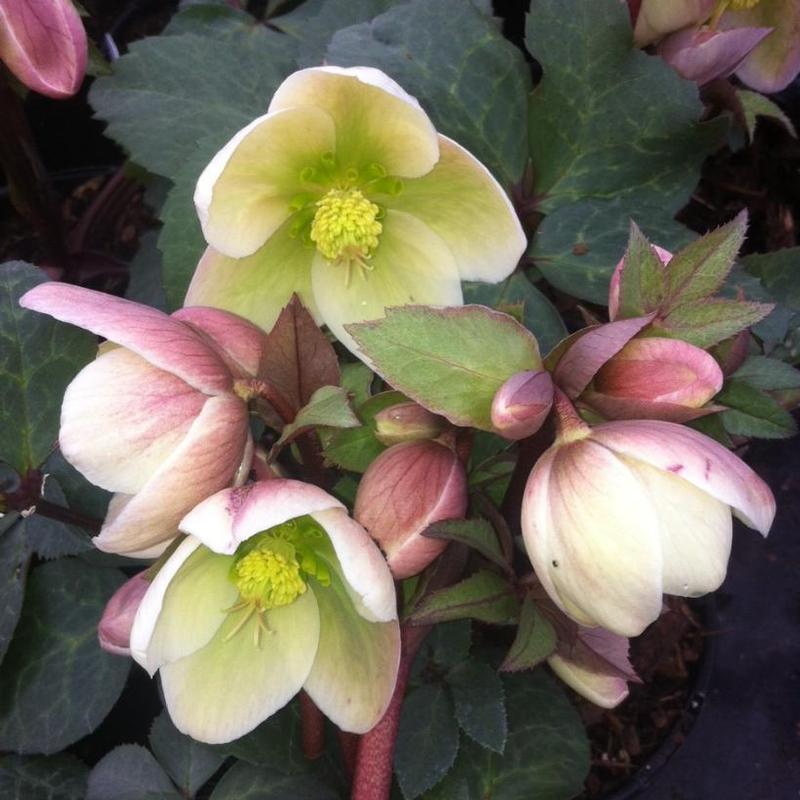 Helleborus x Walhelivor