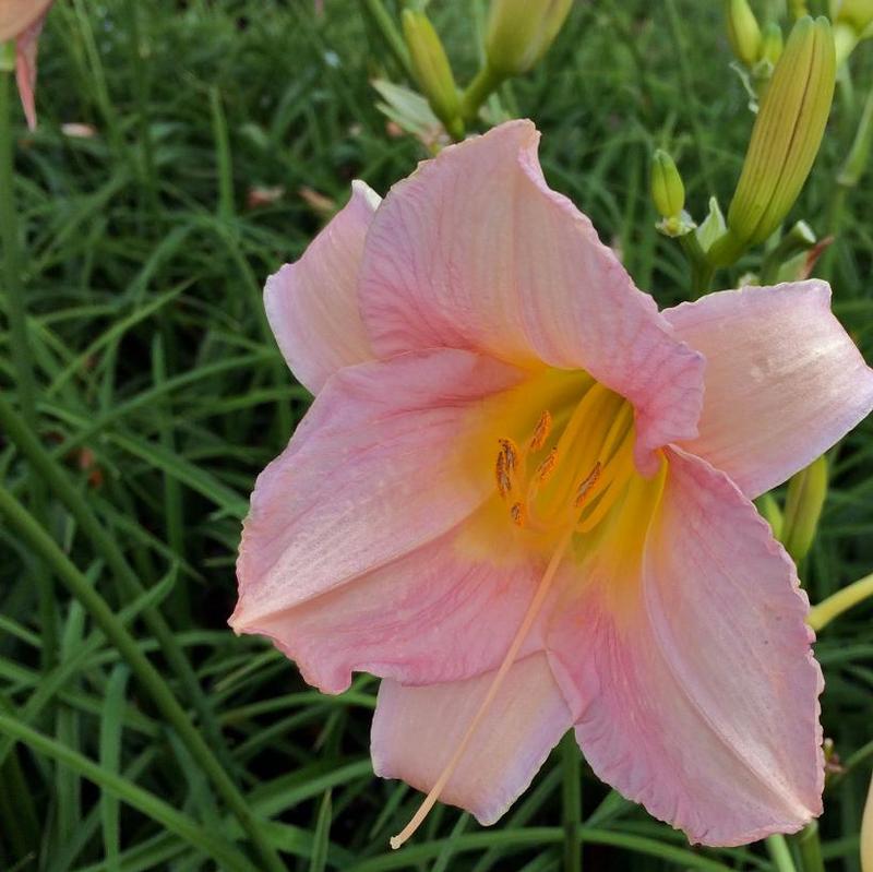 Hemerocallis Catherine Woodbury