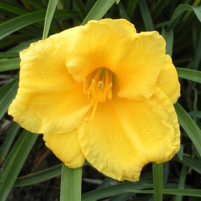 Hemerocallis Stella D'Oro