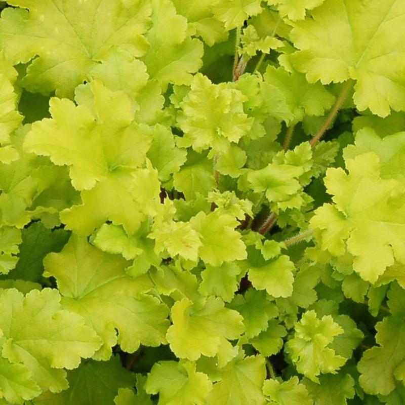 Heuchera x Marmalade™ Lime Marmalade