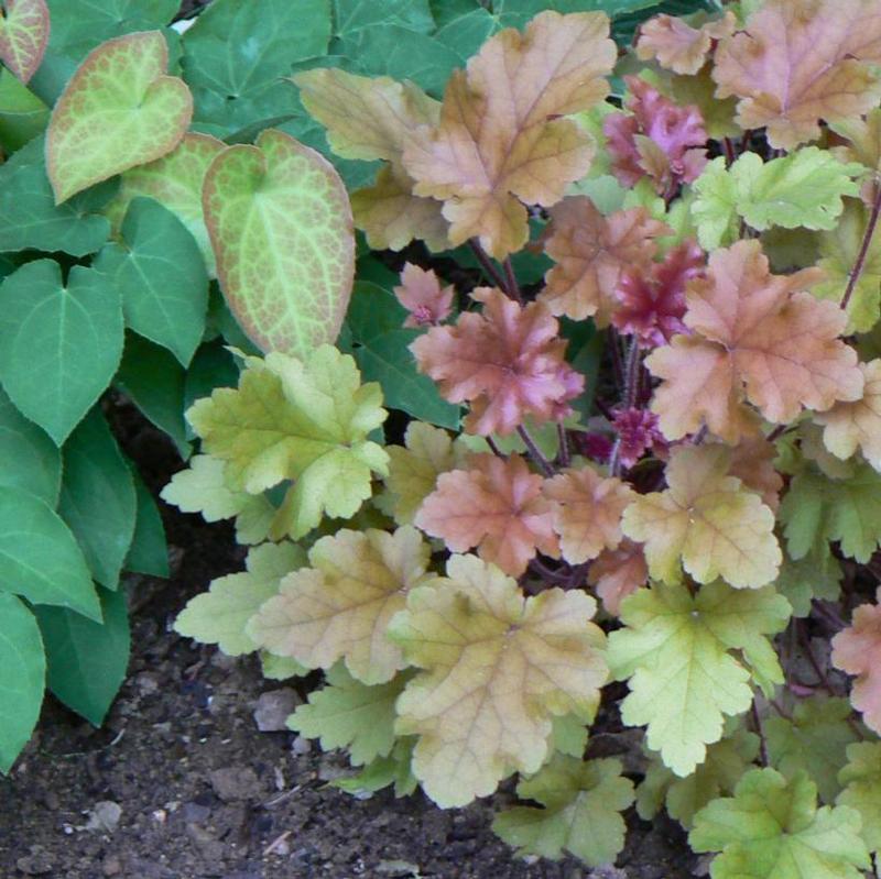 Heuchera x Marmalade™ Marmalade