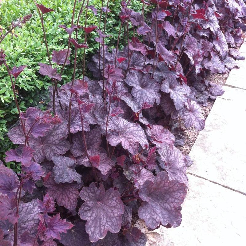 Heuchera x Plum Pudding