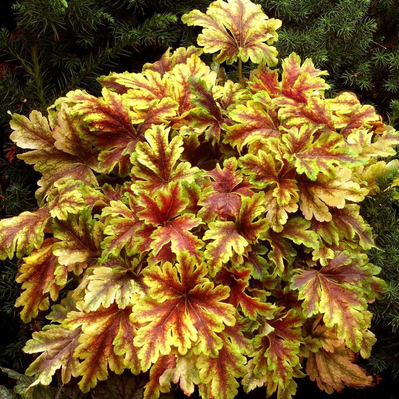 Heucherella x Golden Zebra