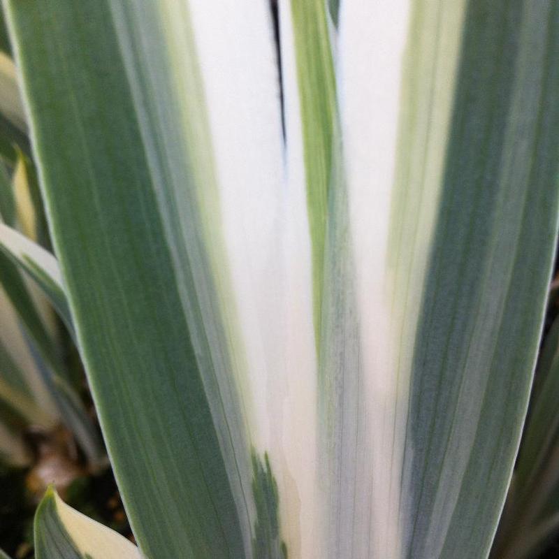 Iris pallida Argentea Variegata